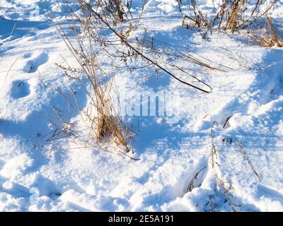 snowbound meadow with dried grass in city park lit by sun on sunny winter day Stock Photo