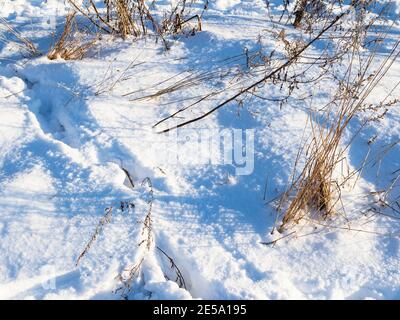 snow-covered meadow with dried grass in city park illuminated by sun on sunny winter day Stock Photo