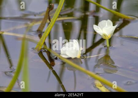 Fresh-water soldier (Stratiotes aloides) dioecious hydrophytic plant floats on the surface due to accumulated carbon dioxide, male macrophyte flowers Stock Photo