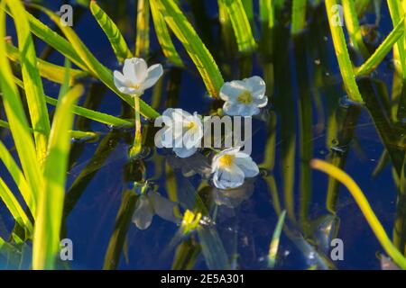 Fresh-water soldier (Stratiotes aloides) dioecious hydrophytic plant floats on the surface due to accumulated carbon dioxide, male macrophyte flowers Stock Photo