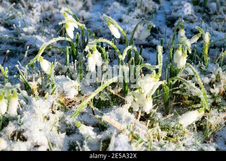 Snowdrops and snow emerging from a lawn in January 2021 cold winter weather drooping with heavy icy frost Carmarthenshire Wales UK. KATHY DEWITT Stock Photo