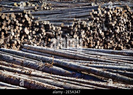 huge stacks of roundwood (pile of logs, fir) in the mixed forest area of Europe Stock Photo