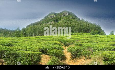 Tea plantations encroach on remnants of native cloud forests, on Central plateau, in Sri Lanka, Only top of mountain is covered with virgin forest, in Stock Photo