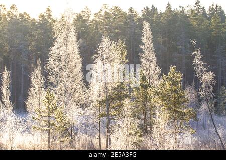 Winter forest, white hoarfrost on the branches in the rays of the rising sun, Photo in contre-jour Stock Photo