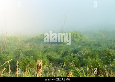 An unusual state of midsummer wildlife. Thick cold fog over the sedge meadow and the rising sun penetrates through the haze and creates a colorful pic Stock Photo