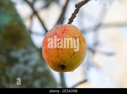 Winter apple. This red apple is frozen in the frost and left hanging on the tree Stock Photo