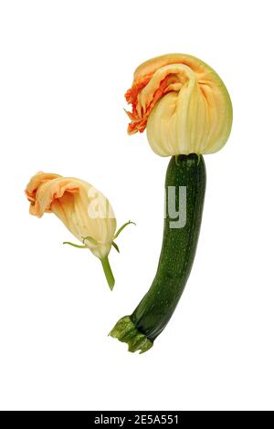 Flatlay of baby Courgette or Zucchini squash with blossoms isolated over a white background. Clipping path included. Top view. Stock Photo