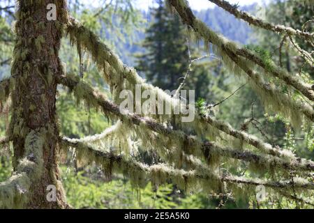 Old Man's Beard, Beard Lichen, Treemoss, Methuselah's beard lichen (Usnea spec.), on the branches of a coniferous tree, Germany Stock Photo