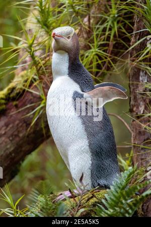 yellow-eyed penguin, Hoiho (Megadyptes antipodes), perches flapping on mossy wood, New Zealand, Auckland islands, Enderby Island Stock Photo