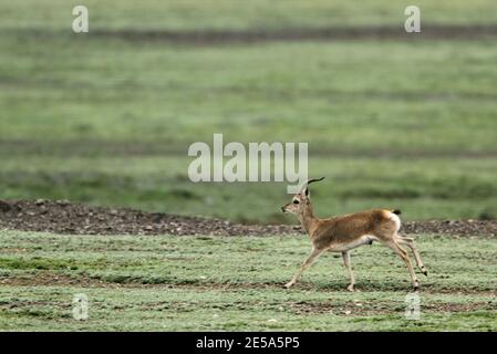 goa, Tibetan gazelle (Procapra picticaudata), running on the Tibetan Plateau, China, Tibet, Tibetan Plateau Stock Photo