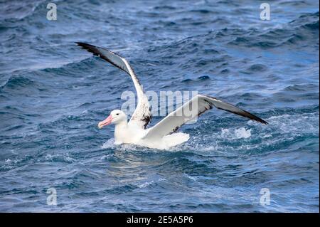 Royal albatross, Southern Royal Albatross (Diomedea epomophora), adult landing on the sea, New Zealand, Auckland islands Stock Photo