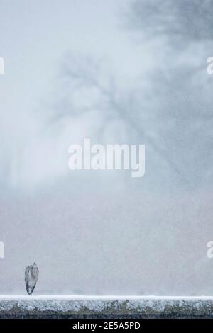grey heron (Ardea cinerea), perching on ice, Germany Stock Photo