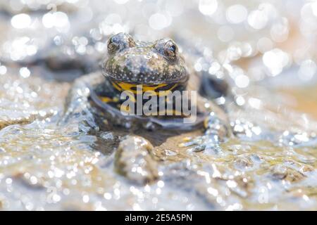 yellow-bellied toad, yellowbelly toad, variegated fire-toad (Bombina variegata), sitting on the waterfront, Germany Stock Photo