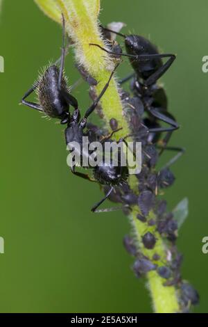 Oak carpenter ant (Camponotus vagus), at a greenfly colony, Germany Stock Photo