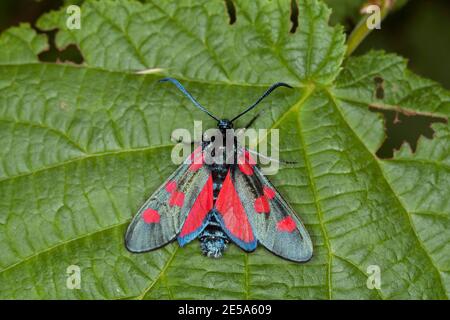 narrow-bordered five-spot burnet (Zygaena lonicerae), sits on a leaf, Germany Stock Photo