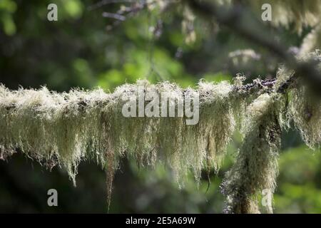 Old Man's Beard, Beard Lichen, Treemoss, Methuselah's beard lichen (Usnea spec.), on the branch of a coniferous tree, Germany Stock Photo