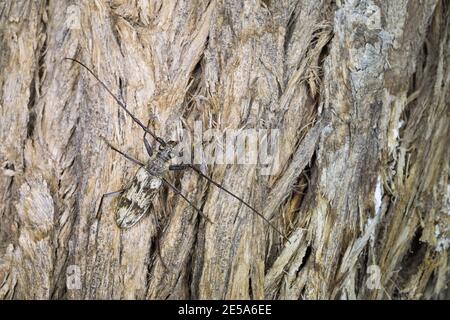 city longhorn beetle (Aeolesthes sarta), sitting on the bark of an old tree, Tajikistan Stock Photo