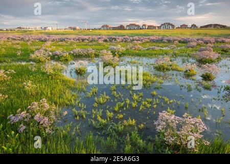 common sea-lavender, mediterranean sea-lavender (Limonium vulgare), salt marsh with blooming sea-lavender in IJzermonding, Belgium, West Flanders, Stock Photo