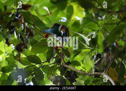 wallace's standardwing (Semioptera wallacii), male perched in a tree