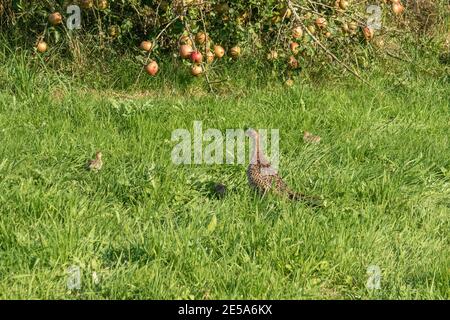 Common pheasant, Caucasus Pheasant, Caucasian Pheasant (Phasianus colchicus), hen with chicks in meadow orchard, Germany, Bavaria