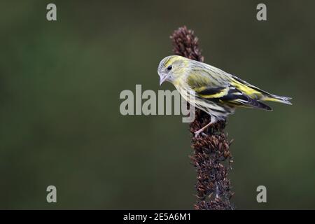 spruce siskin (Spinus spinus, Carduelis spinus), adult female perching on dried infructescence, Germany