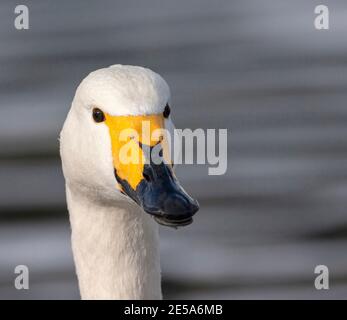 whooper swan (Cygnus cygnus), portrait, front view, Japan Stock Photo