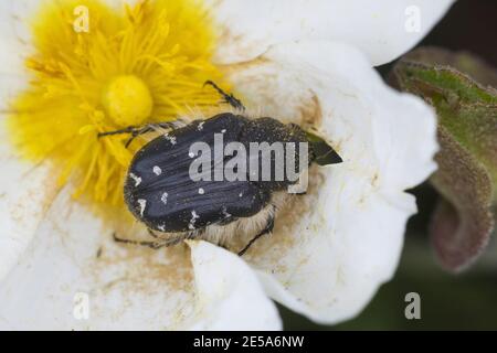 Hairy beetle, Apple blossom beetle (Tropinota hirta, Epicometis hirta), visiting a rock rose flower, Germany Stock Photo
