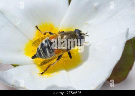 hoverfly (Merodon spec.), sits on a flower, Germany Stock Photo