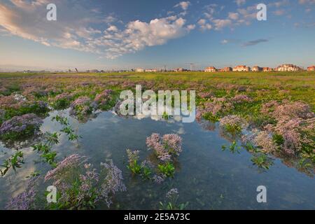 common sea-lavender, mediterranean sea-lavender (Limonium vulgare), salt marsh with blooming sea-lavender in IJzermonding, Belgium, West Flanders, Stock Photo