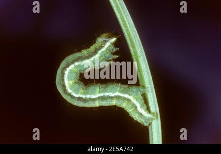 Latticed Heath (Chiasmia clathrata, Phalaena clathrata, Semiothisa clathrata), caterpillar creeping up a stem, Germany Stock Photo