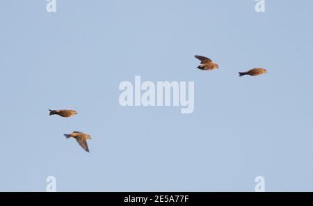 parrot crossbill (Loxia pytyopsittacus), Four Parrot Crossbills in flight, Denmark Stock Photo