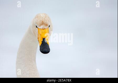 whooper swan (Cygnus cygnus), portrait, front view, Japan Stock Photo