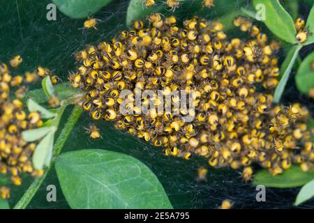 cross orbweaver, European garden spider, cross spider (Araneus diadematus), juveniles in cocoon, Germany Stock Photo