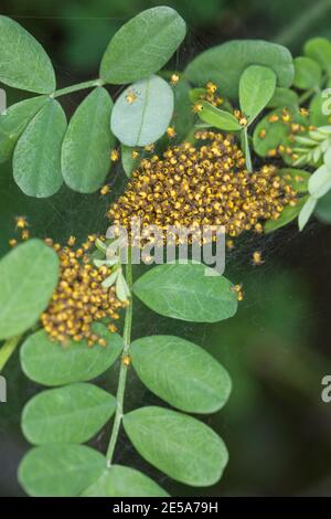 cross orbweaver, European garden spider, cross spider (Araneus diadematus), juveniles in cocoon, Germany Stock Photo