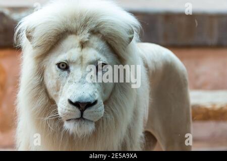 Little Girl Watching Through the Glass at White Lion in Zoo. Activity Learning for Kid. Stock Photo