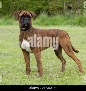 Boxer dog pedigree Stock Photo