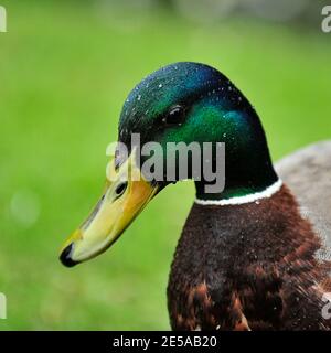 mallard duck drake Stock Photo