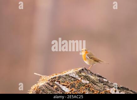 European Robin, Erithacus rubecula, perched on a log inteh British countryside with a silky smoth pink sunset behind Stock Photo