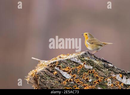 European Robin, Erithacus rubecula, perched on a log inteh British countryside with a silky smoth pink sunset behind Stock Photo