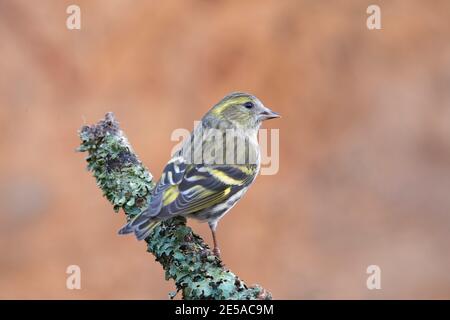 Female Eurasian siskin (Carduelis spinus) perched on a twig in winter