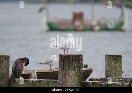 Spotted shag Phalacrocorax punctatus, red-billed gulls Chroicocephalus novaehollandiae scopulinus and replica of a Viking ship. Otago. New Zealand. Stock Photo