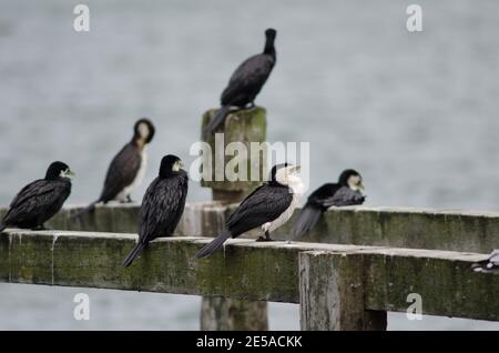 Little pied cormorants Microcarbo melanoleucos brevirostris. Otago peninsula. Otago. South Island. New Zealand. Stock Photo