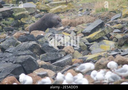 New Zealand fur seal Arctocephalus forsteri. Female. Pilots Beach. Taiaroa Head Wildlife Reserve. Otago Peninsula. Otago. South Island. New Zealand. Stock Photo