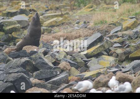 New Zealand fur seal Arctocephalus forsteri. Female. Pilots Beach. Taiaroa Head Wildlife Reserve. Otago Peninsula. Otago. South Island. New Zealand. Stock Photo