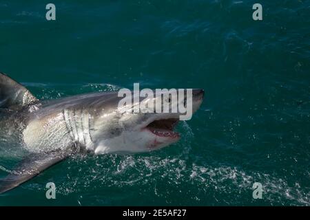 Shark coming to the surface in Gansbaai of South Africa… Stock Photo