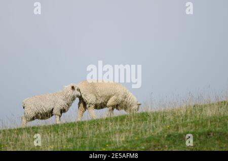 Sheep Ovis aries. Female and lamb. Otago Peninsula. Otago. South Island. New Zealand. Stock Photo