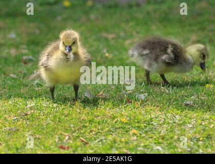 A cute, fluffy baby greylag goose (Anser anser) walks on grass with a sibling, UK Stock Photo