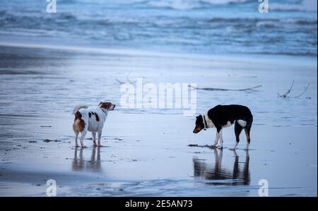 dogs enjoying on the beach shore Stock Photo