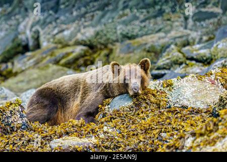 Coastal grizzly bear (brown bear) resting along the low tide line on Tomakstum Island in Knight Inlet, Great Bear Rainforest, First Nations Territory, Stock Photo