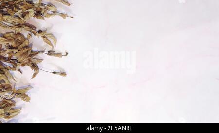 A row of dried brownish hibiscus flower buds and leaves on the left. On pink background with copy space on the right. Stock Photo